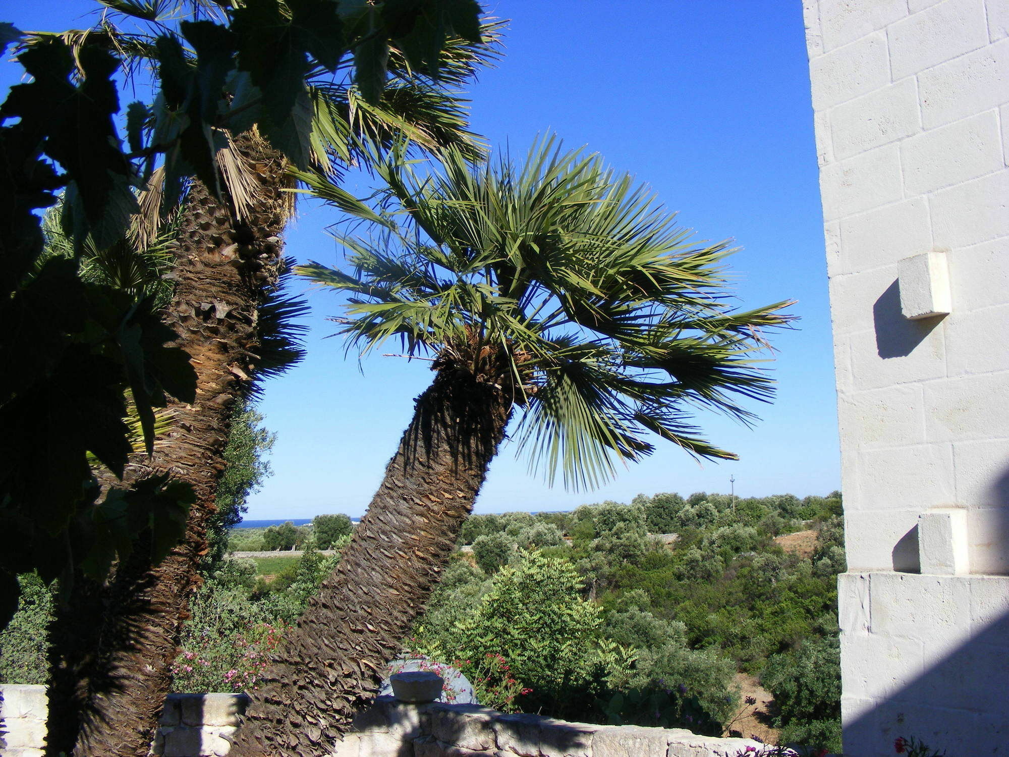 Masseria Pelosella B&B Fasano Exterior photo